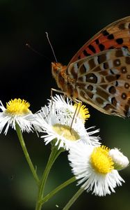 Preview wallpaper butterfly, chamomile, flowers, macro, insect