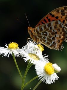 Preview wallpaper butterfly, chamomile, flowers, macro, insect