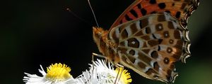 Preview wallpaper butterfly, chamomile, flowers, macro, insect