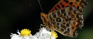 Preview wallpaper butterfly, chamomile, flowers, macro, insect