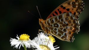 Preview wallpaper butterfly, chamomile, flowers, macro, insect