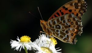 Preview wallpaper butterfly, chamomile, flowers, macro, insect