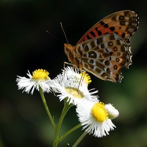 Preview wallpaper butterfly, chamomile, flowers, macro, insect