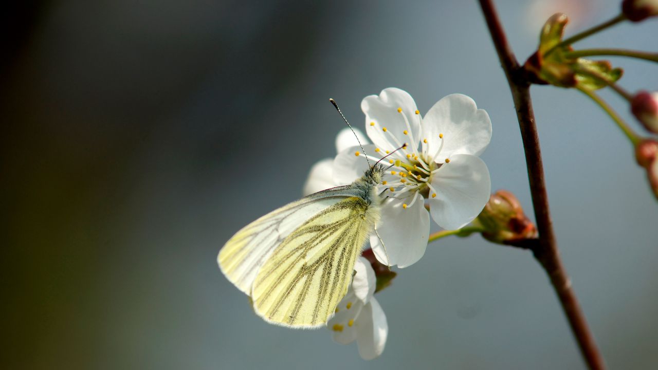 Wallpaper butterfly, cherry, spring, flower