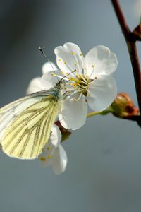 Preview wallpaper butterfly, cherry, spring, flower