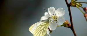 Preview wallpaper butterfly, cherry, spring, flower