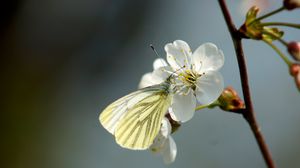 Preview wallpaper butterfly, cherry, spring, flower