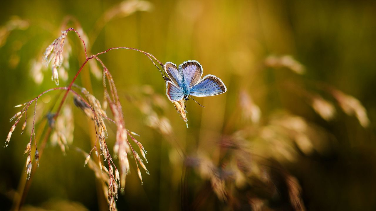Wallpaper butterfly, close-up, blur