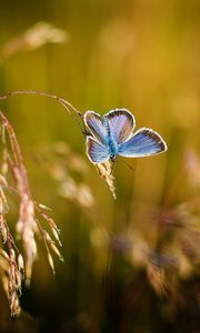 Preview wallpaper butterfly, close-up, blur