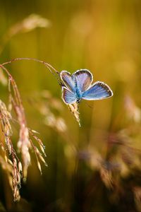 Preview wallpaper butterfly, close-up, blur