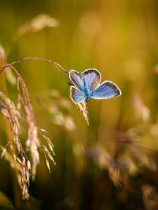 Preview wallpaper butterfly, close-up, blur