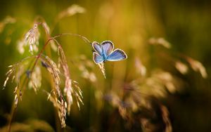 Preview wallpaper butterfly, close-up, blur