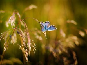 Preview wallpaper butterfly, close-up, blur