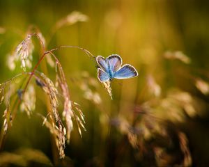 Preview wallpaper butterfly, close-up, blur