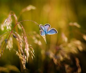 Preview wallpaper butterfly, close-up, blur