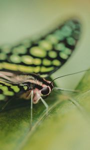 Preview wallpaper butterfly, close-up, eyes