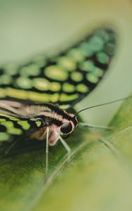 Preview wallpaper butterfly, close-up, eyes