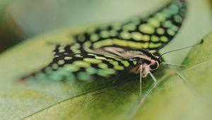 Preview wallpaper butterfly, close-up, eyes