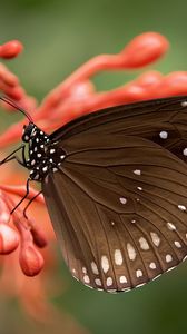 Preview wallpaper butterfly, close-up, flower