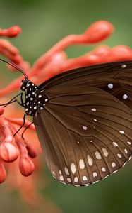 Preview wallpaper butterfly, close-up, flower