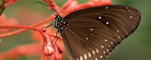 Preview wallpaper butterfly, close-up, flower