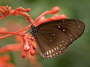 Preview wallpaper butterfly, close-up, flower