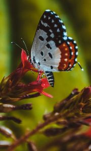 Preview wallpaper butterfly, close-up, patterns, wings, flower