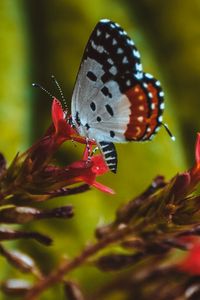 Preview wallpaper butterfly, close-up, patterns, wings, flower