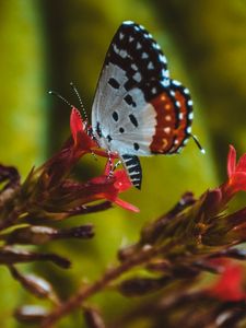 Preview wallpaper butterfly, close-up, patterns, wings, flower