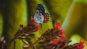 Preview wallpaper butterfly, close-up, patterns, wings, flower