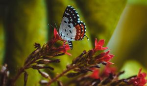 Preview wallpaper butterfly, close-up, patterns, wings, flower