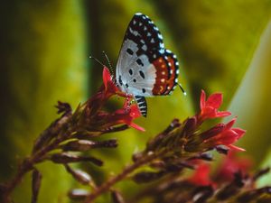 Preview wallpaper butterfly, close-up, patterns, wings, flower