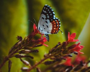 Preview wallpaper butterfly, close-up, patterns, wings, flower