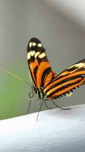 Preview wallpaper butterfly, close-up, wings