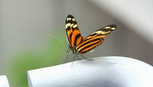 Preview wallpaper butterfly, close-up, wings