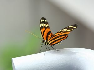 Preview wallpaper butterfly, close-up, wings