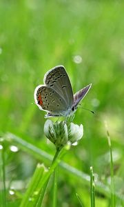 Preview wallpaper butterfly, clover, drops, greens, wet, macro