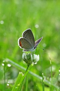 Preview wallpaper butterfly, clover, drops, greens, wet, macro