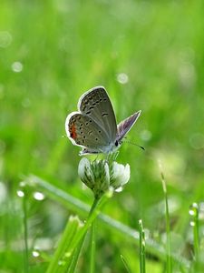 Preview wallpaper butterfly, clover, drops, greens, wet, macro