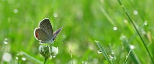 Preview wallpaper butterfly, clover, drops, greens, wet, macro