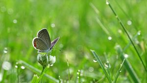 Preview wallpaper butterfly, clover, drops, greens, wet, macro