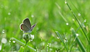 Preview wallpaper butterfly, clover, drops, greens, wet, macro