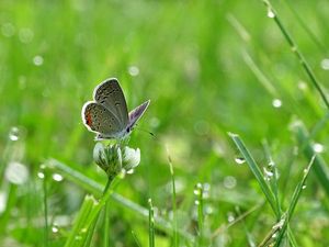 Preview wallpaper butterfly, clover, drops, greens, wet, macro