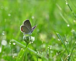 Preview wallpaper butterfly, clover, drops, greens, wet, macro