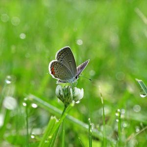 Preview wallpaper butterfly, clover, drops, greens, wet, macro