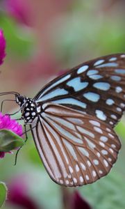 Preview wallpaper butterfly, clover, flower, wings