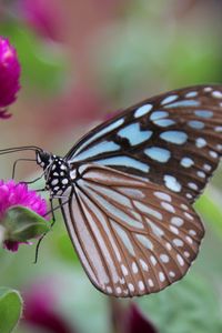 Preview wallpaper butterfly, clover, flower, wings