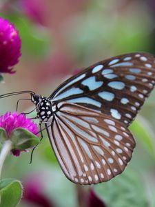 Preview wallpaper butterfly, clover, flower, wings