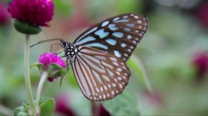 Preview wallpaper butterfly, clover, flower, wings