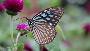 Preview wallpaper butterfly, clover, flower, wings